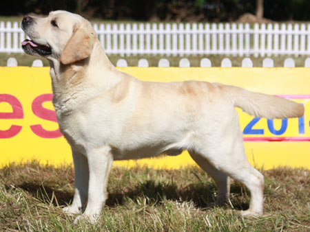 Ch. Saranden Comanche