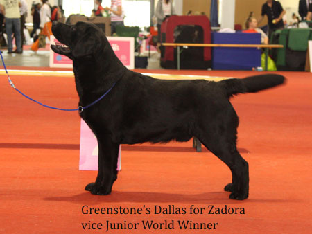 Ch. Greenstone's Dallas At Zadora 